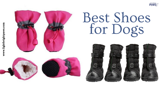 Shoes for Dogs: 4 Ways to Make Them More Enjoyable