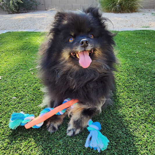 Rubber Bone Dog Chew Toy with Tug Rope -- Great for Active Dogs